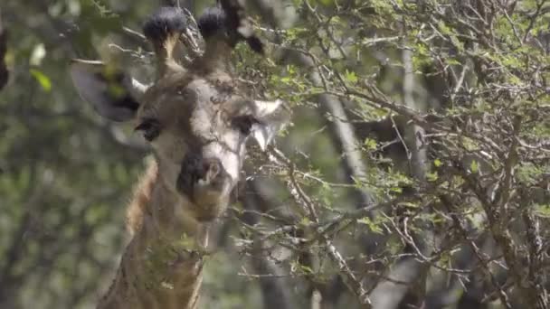 Giraffe chewing on tree leaves — Stock Video