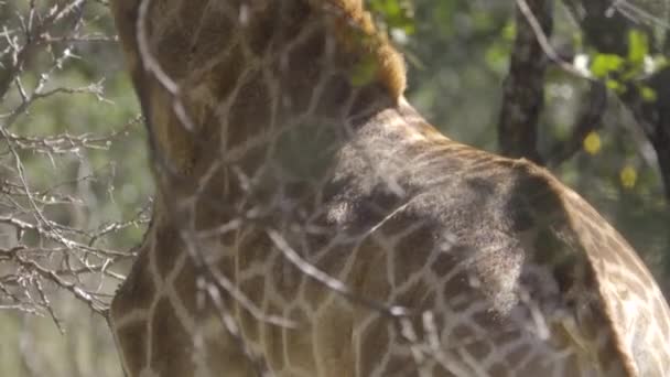 De vlekken op een jonge giraffe — Stockvideo