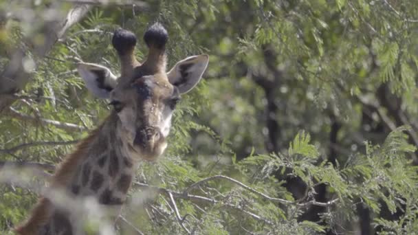 Giraffe looks at the camera — Stock Video