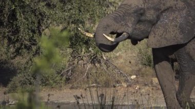 Fil spreyler su onun ağzına