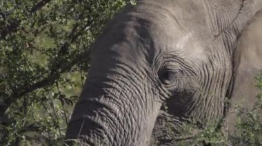 Genç erkek fil yemek yiyecek arama