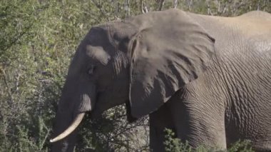 Onun kanı soğutmak için kulakları çırparak fil