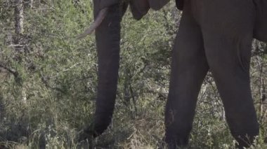 Bir fil bagajında pan