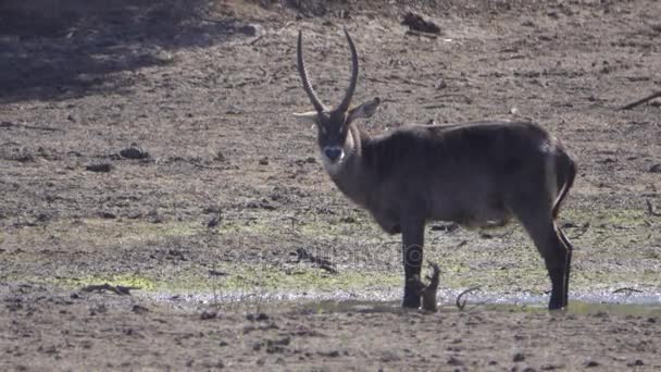 Waterbok stier staande in de buurt van water — Stockvideo
