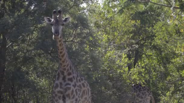 Een giraffe kauwen in de schaduw — Stockvideo