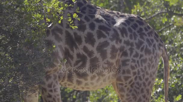 Den intrikata fläckar av en giraff — Stockvideo