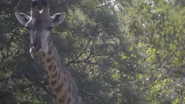 Pan over to a large giraffe — Stock Video