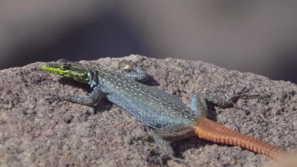 Colorful Sekukhune flat lizard sunning — Stock Video