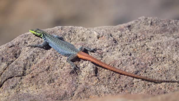 Rainbow colored Sekukhune flat lizard on a rock — Stock Video