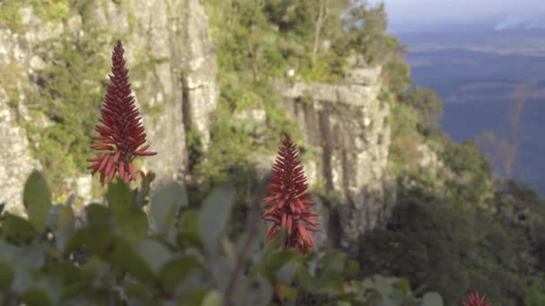 Ljusa blommor på Guds fönster Sydafrika — Stockvideo