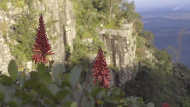 Luminosi fiori alla finestra di Dio Sud Africa — Video Stock