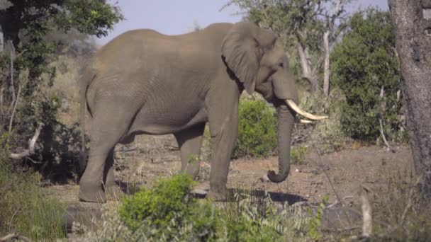 Vista lateral de um corpo de elefantes de touro — Vídeo de Stock