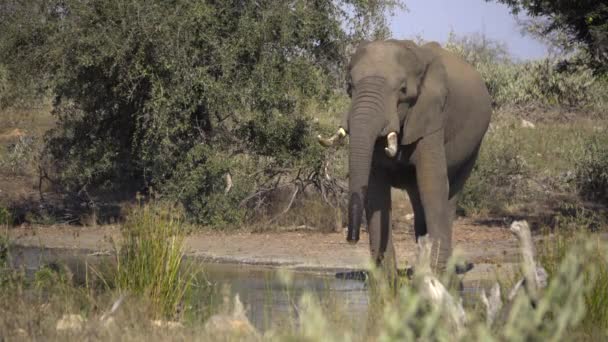 Слон-бык пьет воду из багажника — стоковое видео