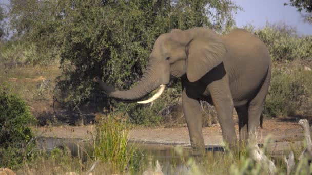 Large bull elephant drowsing at a waterhole — Stock Video