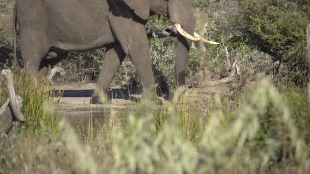 Olifant wandelingen langs de camera — Stockvideo