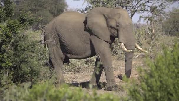 Volwassen bull olifant wandelen in de buurt van waterhole — Stockvideo
