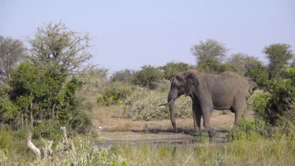 Слон покидает водяную дыру. — стоковое видео