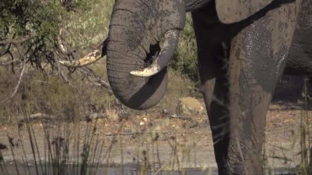 Dorst-bull olifant drinkwater — Stockvideo