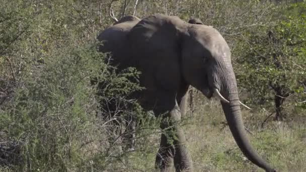 Joven elefante macho sexualmente inmaduro — Vídeo de stock