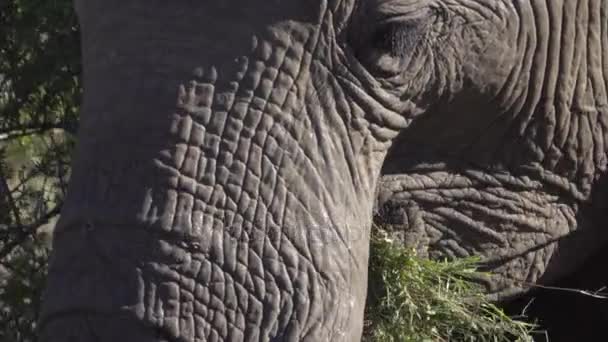 Bliska zdjęcie mężczyzna słoń trawa żucia — Wideo stockowe