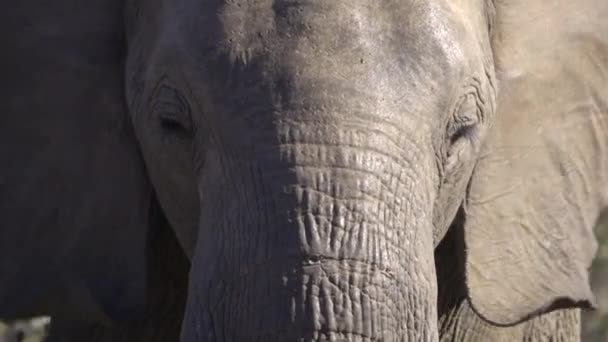 Vista de cerca de una cabeza de elefante macho joven — Vídeos de Stock