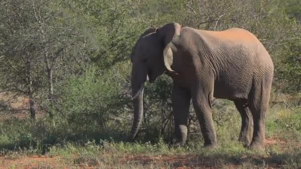 Éléphant taureau cueillant herbe et racines — Video
