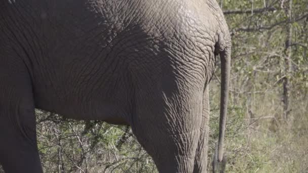 Bull elefanti coda oscilla intorno — Video Stock