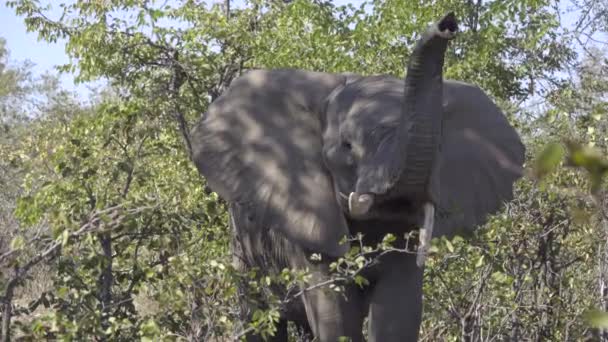 Elefante con colmillos torcidos huele con tronco — Vídeo de stock