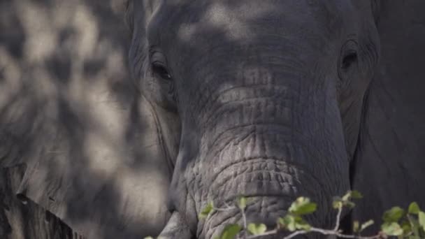 Vista da vicino di una testa di elefante all'ombra — Video Stock