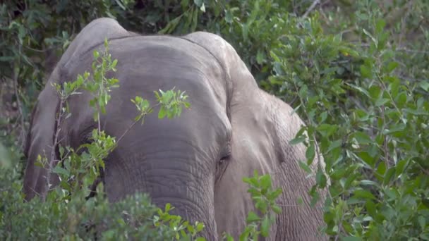 Young elephant grazing on leaves — Stock Video