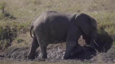 Bir nehir kıyısında wallowing büyük fil