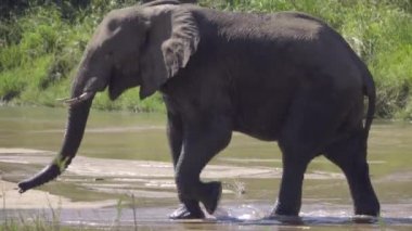 Bir Nehri yürüyüş bir filler vücut yakın çekim