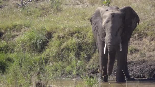Słoń stojący w rzece — Wideo stockowe