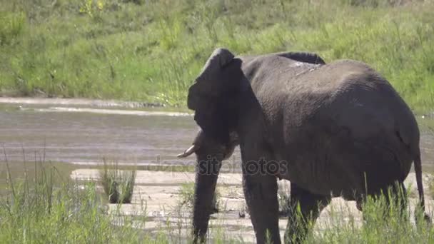 Costas de um elefante andando ao longo da exuberante margem do rio — Vídeo de Stock