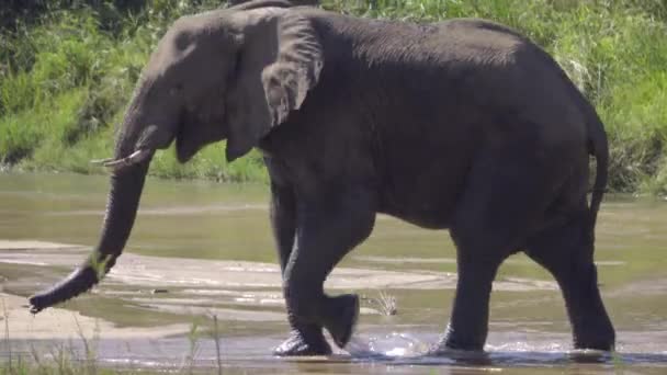 Close shot of an elephants body walking across a river — Stock Video