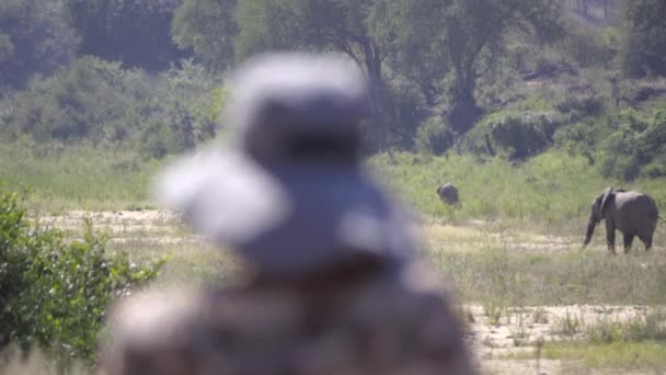 Touristin genießt Blick auf große Elefantenherde — Stockvideo