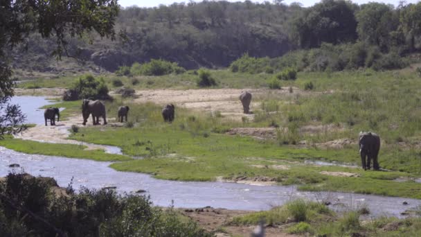 Břeh řeky s stádo slonů — Stock video