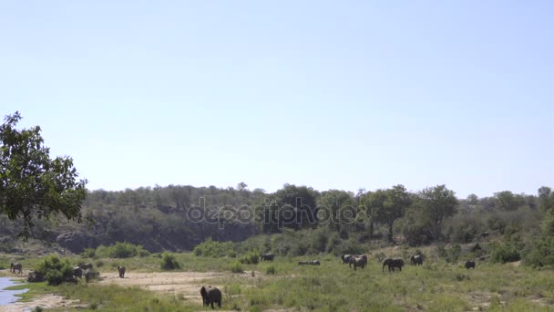 Széles színhelyen, egy nagy csorda elefánt a folyó partján — Stock videók