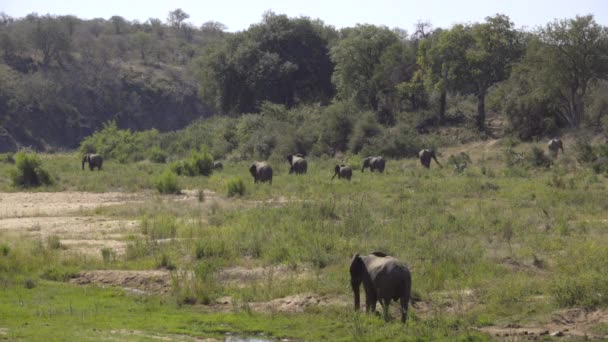 Stado słoni wypasu na bujnym zielonym brzegu — Wideo stockowe