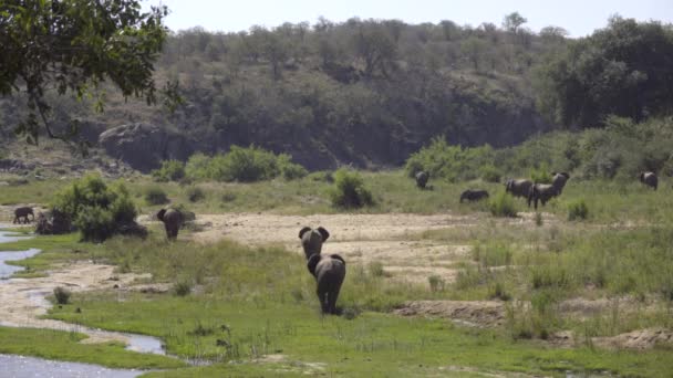 Річковий берег зі слонами, що пасуться поблизу — стокове відео