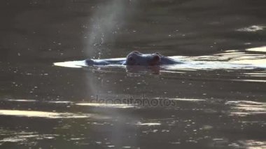 Yanında başka bir su aygırı hipopotam yüzeyler