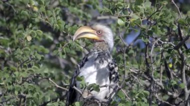 Gagasını temizlemekte Southern Yellow-Billed Kartallar