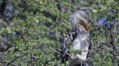 Güney Yellow-Billed Kartallar uçar