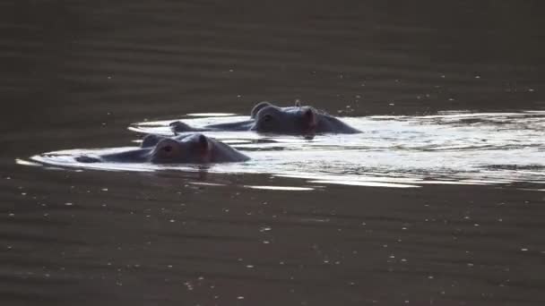 Бегемоты плывут вверх по течению реки — стоковое видео