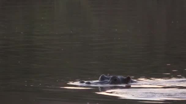 Nijlpaarden opduiken op en neer in een rivier — Stockvideo