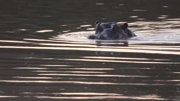 Hippo désamorce dans l'eau — Video