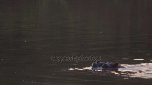 Lone hippo zwemmen in een rivier — Stockvideo