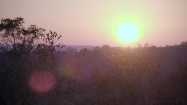 Afrikanischer Sonnenaufgang verursacht Linsenschlag — Stockvideo