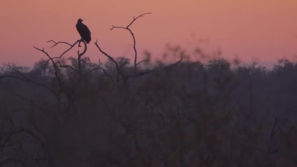 Buitre solitario encaramado ominosamente al atardecer — Vídeos de Stock