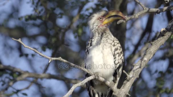 Südlicher Gelbschnabelvogel auf abgestorbenem Ast — Stockvideo